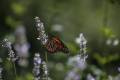 Monarch butterfly on lavender