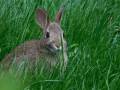 Bunny enjoying grassy lawn
